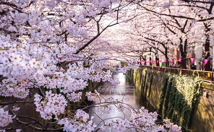 Les Cerisiers En Fleurs Au Japon Ou Les Admirer Asia Fr Les Cerisiers En Fleurs Au Japon Ou Les Admirer Asia Fr