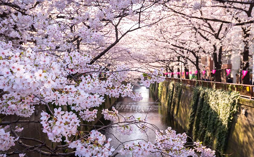 Les cerisiers en fleurs au Japon : où les admirer ?