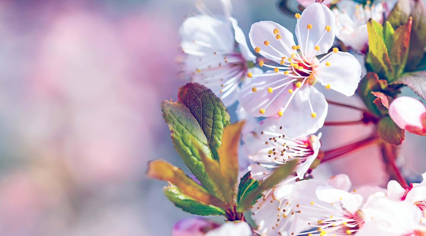Japon : les cerisiers en fleurs en photos 