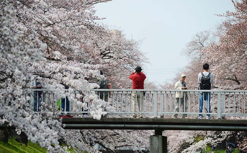 Où et quand voir les cerisiers en fleurs au Japon ? - Le Mag