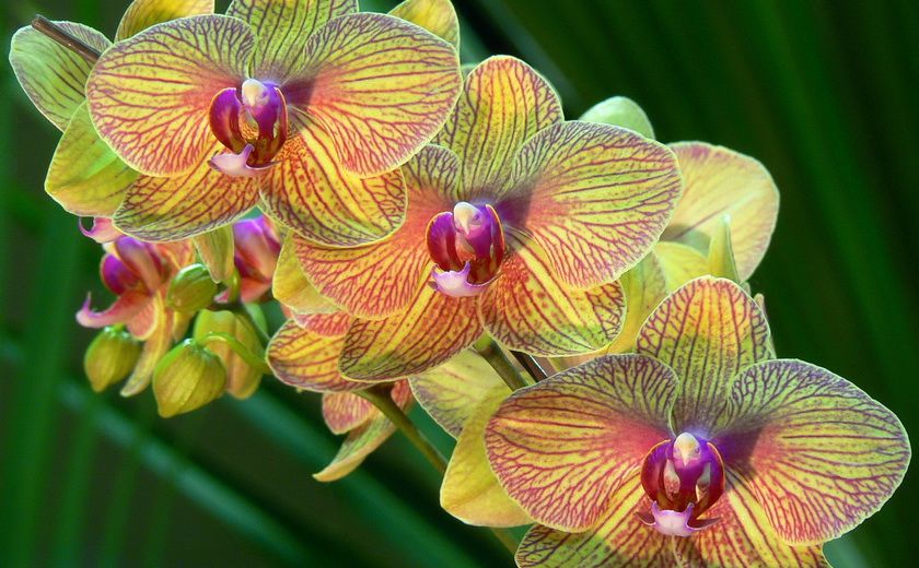 Orchidée aux Jardins botaniques de Singapour