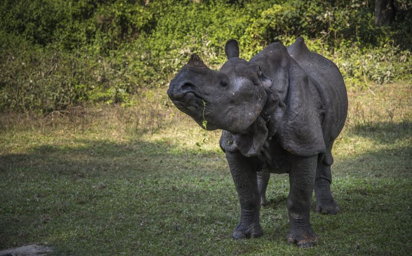 Rhinocéros dans le parc national de Chitwan au Népal