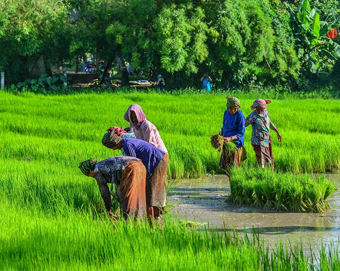 Femmes dans les rizières dans la région de Can Tho