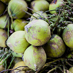 Noix de coco à Ben Tre au Vietnam