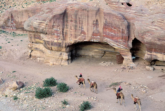 Chameaux en Jordanie