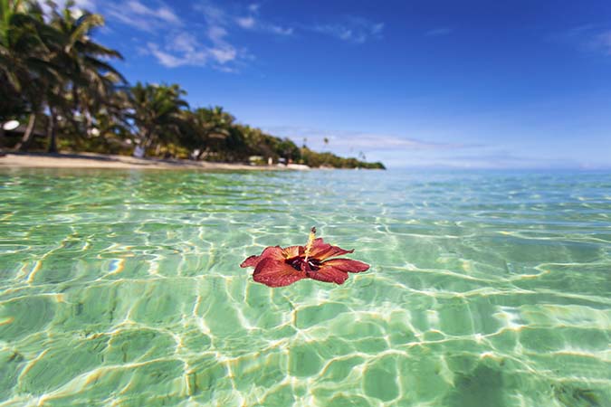 Fleur d'Hibiscus flottant sur les eaux transparentes d'une l'île aux Fidji
