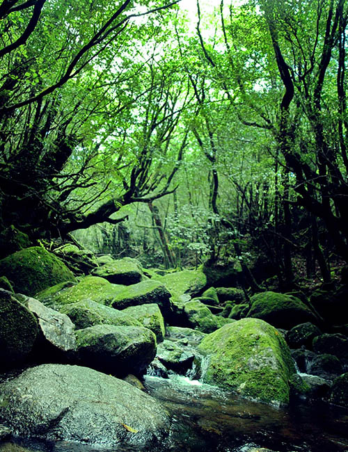 Forêt spirituelle de Yakushima au Japon