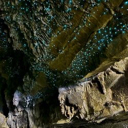 Parois de la grotte Waitomo recouvertes de vers luisants