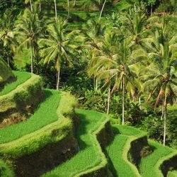 Rizières de Tegalalang à Ubud