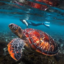 Tortue nageant dans les eaux entourant l'île d'Apo aux Philippines