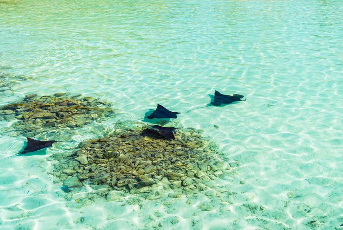 Raie nageant aux abords des plages aux Maldives