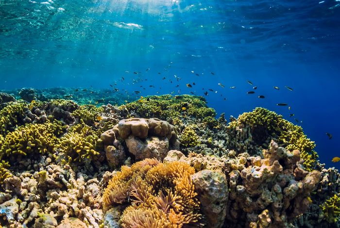 Fond marins dans les Maldives