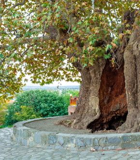L'arbre le plus vieux de la ville de Telavi en Géorgie : son sycomore âgé de 900 ans