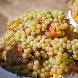 Grappe de raisin de Rkatsiteli, Géorgie