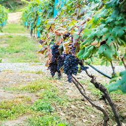 Vignoble de Kakhétie en Géorgie