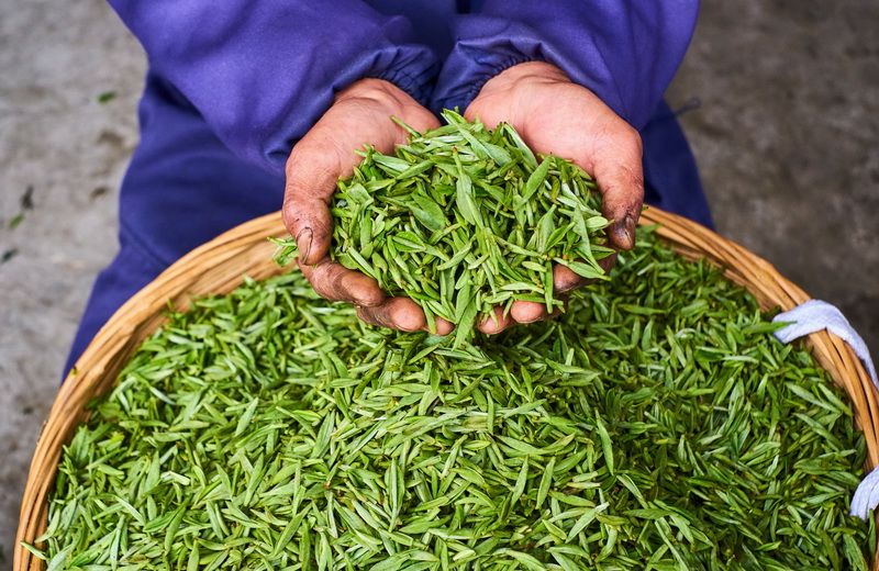 Thé frais de petits propriétaires au Sichuan
