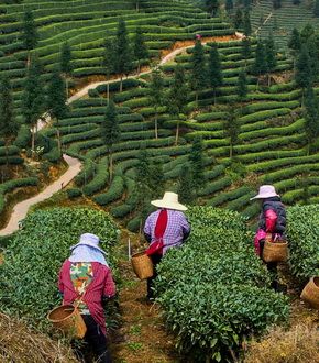 Plantations de thé dans la région du Sichuan