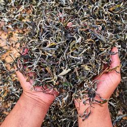 Feuilles de thé Pu'er séchées