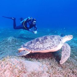 Tortue et plongeur, Vanuatu