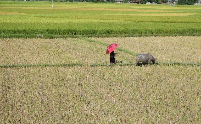 Paysan dans un champ, nord Vietnam