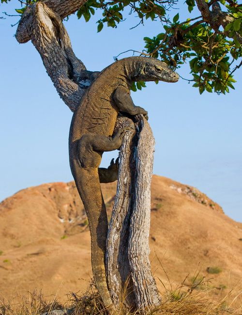 Dragon de Komodo perché sur un arbre, parc national, Indonésie