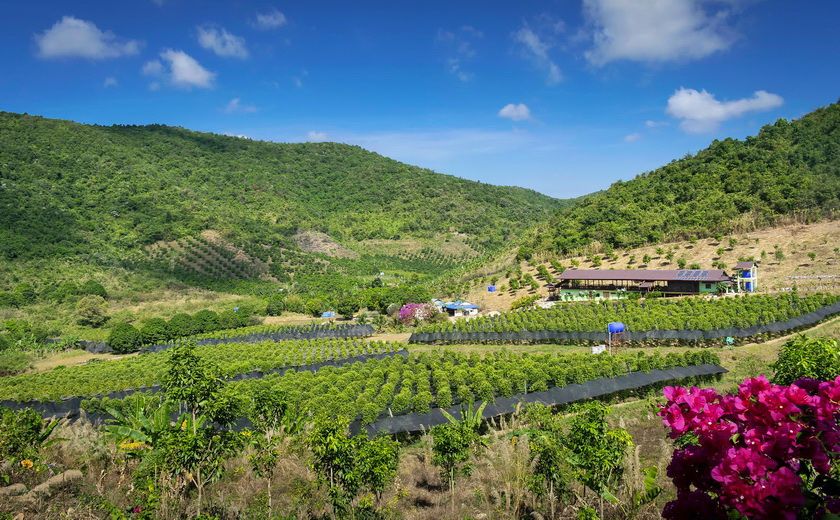 Plantation de poivre de Kampot à la fin de l'été, Cambodge