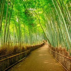 Bambouseraie de Sagano, Arashiyama, Japon