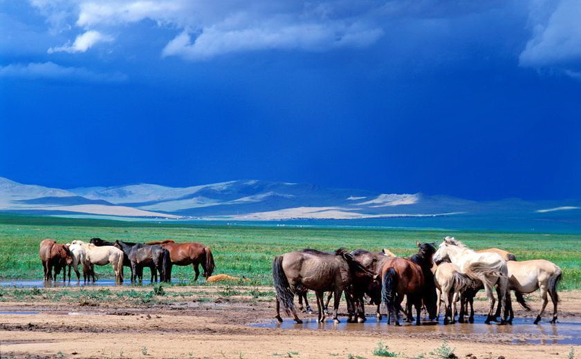 Troupeau de chevaux, province de Khentii, Mongolie
