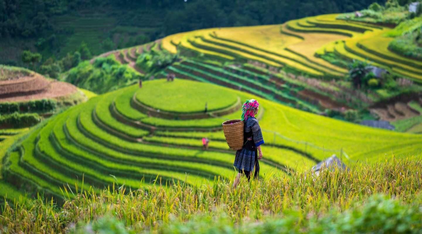 le nord vietnam et ses rizières