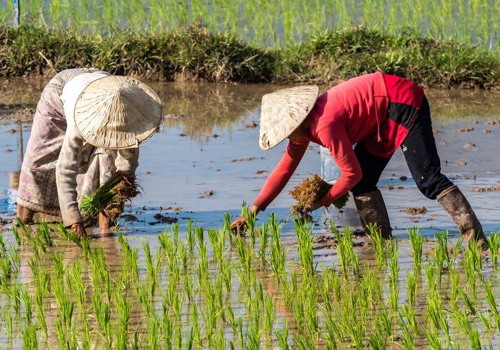 Laotiens travaillant dans leur rizière