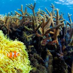 Coraux colorés dans les fonds marins de Bali