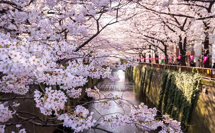 Fleurs de cerisier sur la rivière Meguro, japon