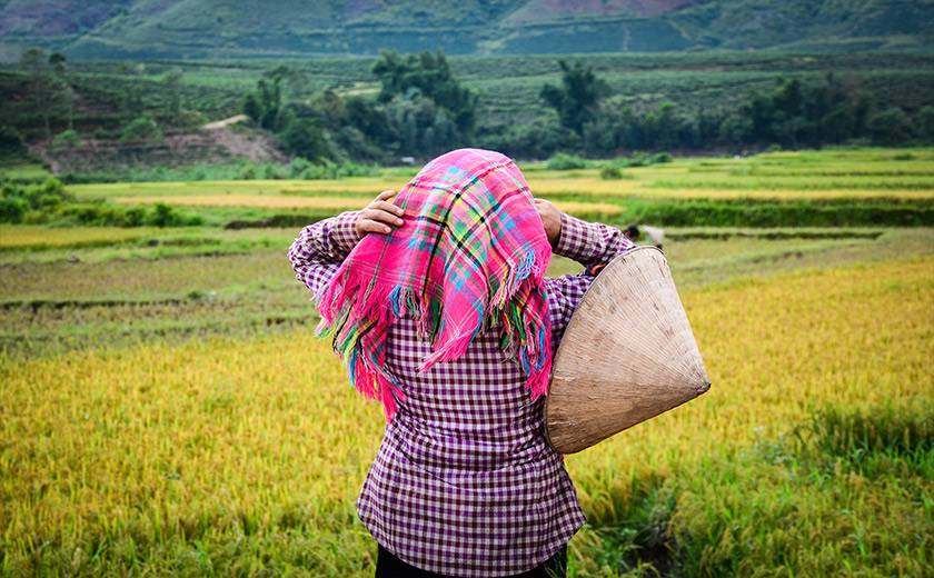 femme dans les champs à Sapa, Vietnam