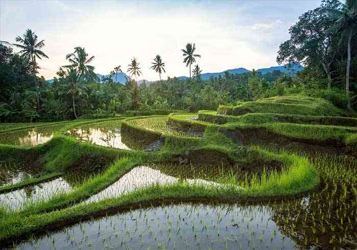 Jatiluwih à Bali
