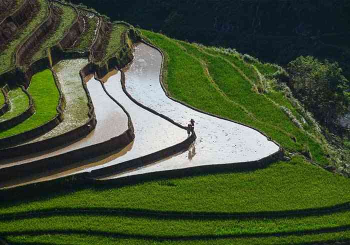 rizieres en terrasses de Sapa