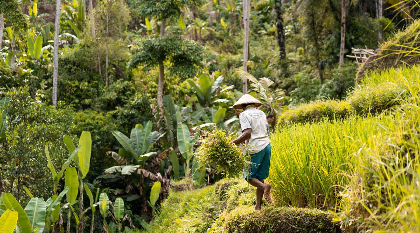 balade dans les rizieres