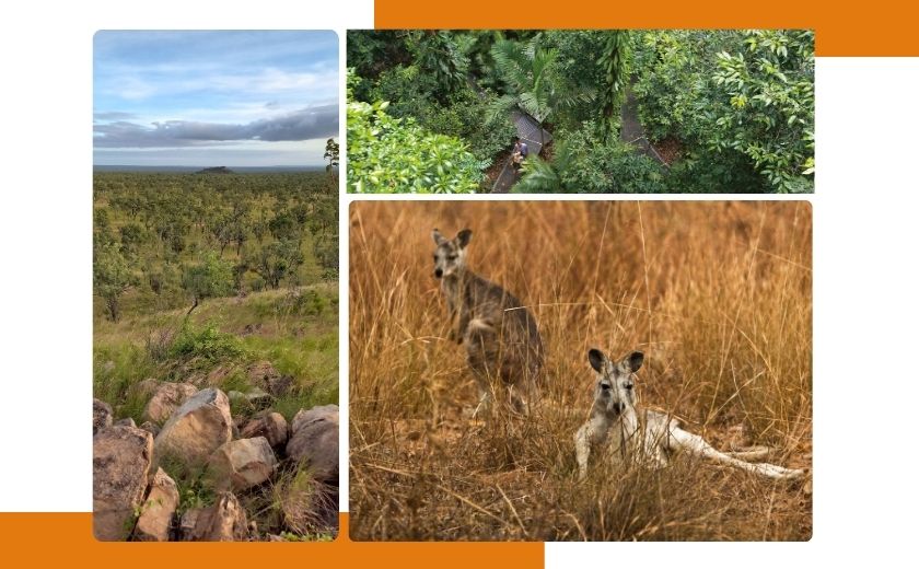 Kangourous en australie