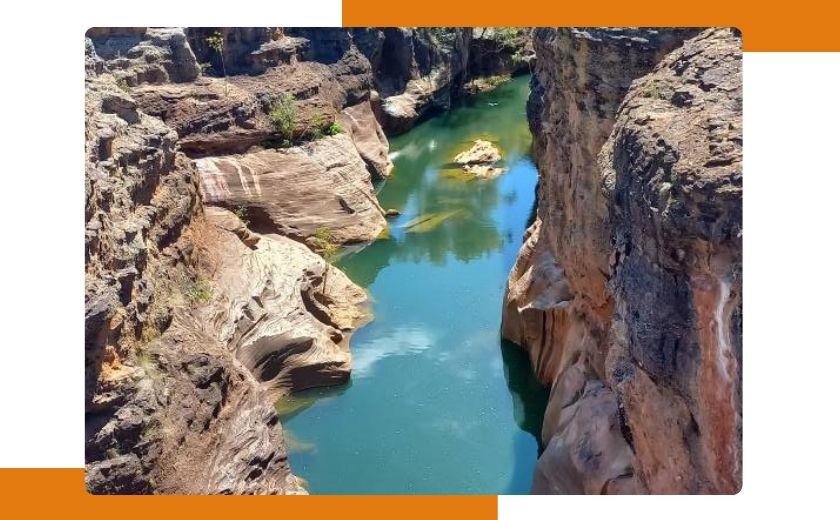 Kangourous en australie