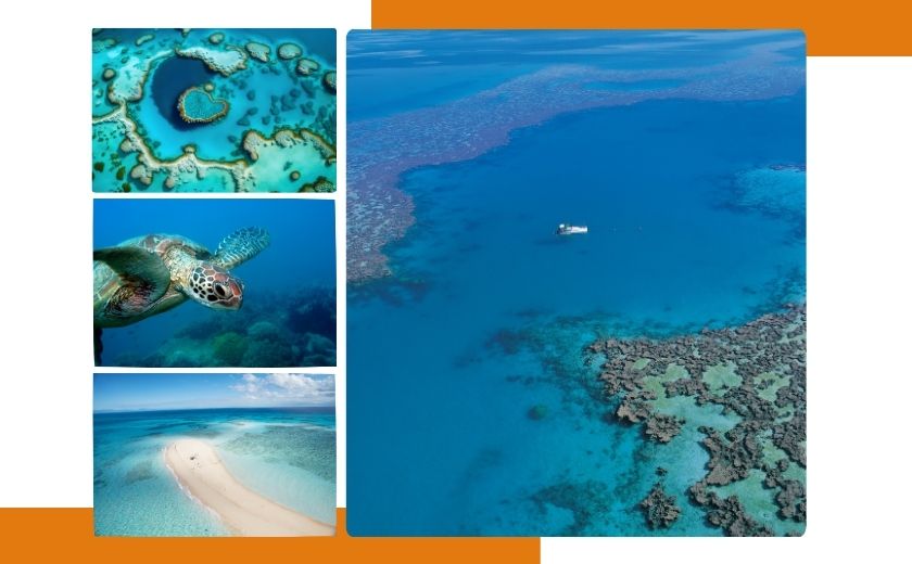 Kangourous en australie