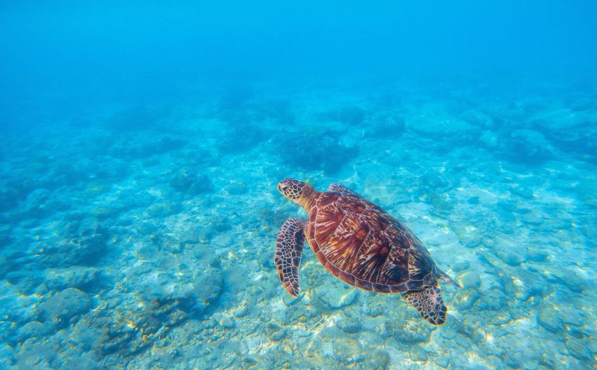 plongée au philippines