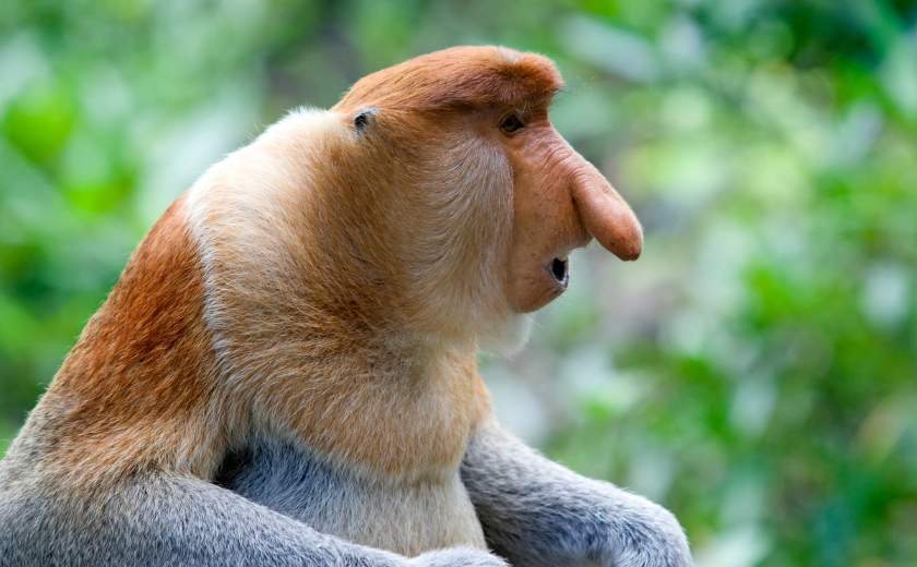 singe nasique dans le parc national de Bako