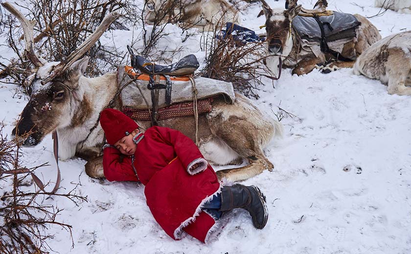 Enfant nomade et rennes en Mongolie