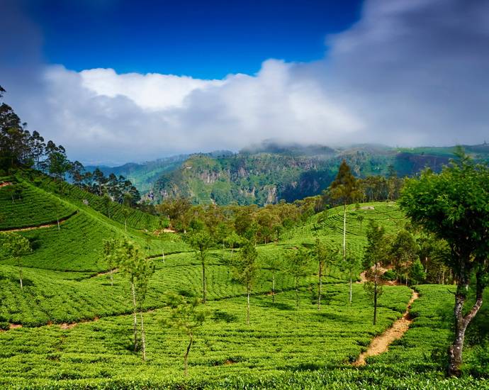 Plantation de thé à Haputale au Sri Lanka