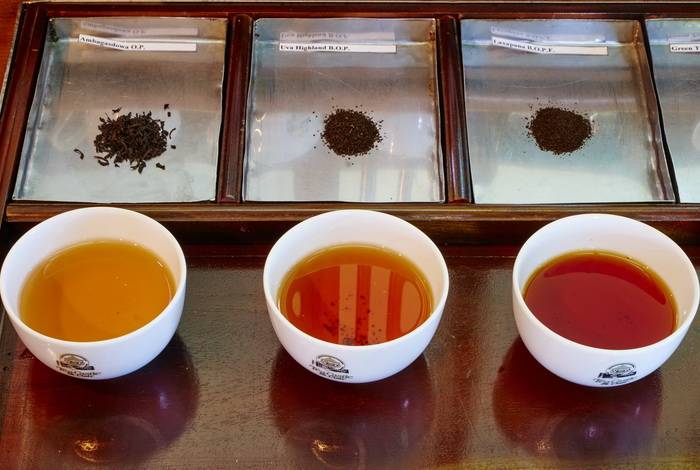 Dégustation de thé à Nuwara Eliya au Sri lanka