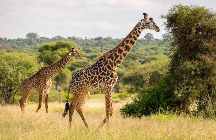 Girafes dans le parc national de Serengeti en Tanzanie
