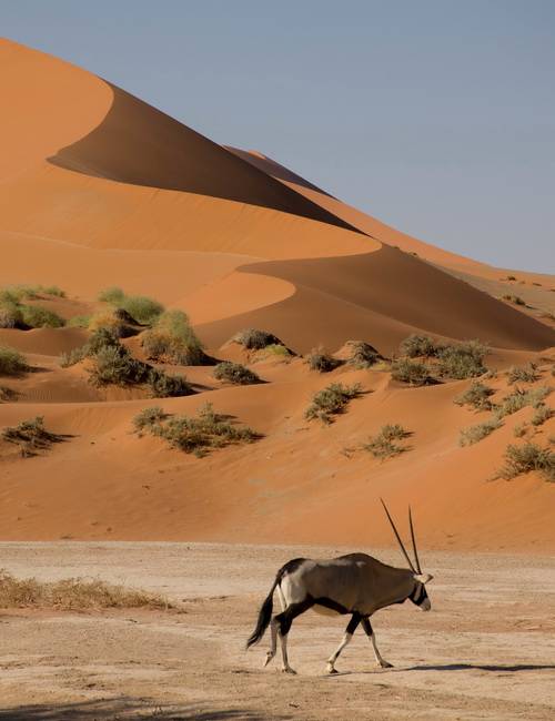 Oryx dans le désert Namib en Namibie