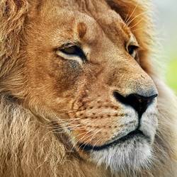 Lion dans la savane en Tanzanie