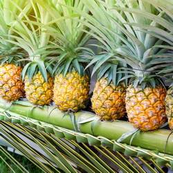 Ananas Victoria à l'Ile de La Réunion