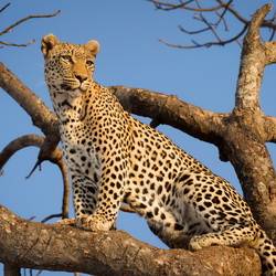 Léopard dans le Parc National Kruger en Afrique du Sud