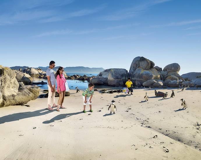 Manchots sur la plage de boulders beach en Afrique du Sud